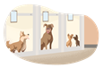 Four dogs in an animal shelter.
