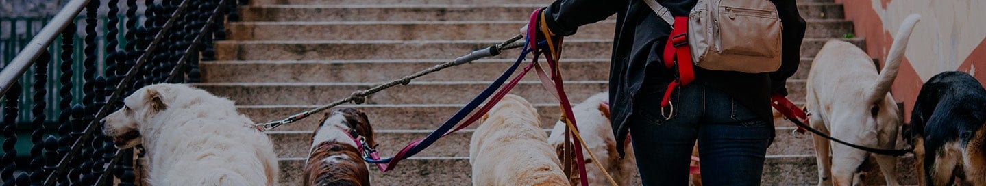 A person walking up stairs with several dogs on leashes.