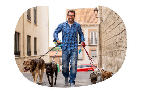 Dog walker walking down the street with several dogs. Dog walker walking down the street with several dogs.