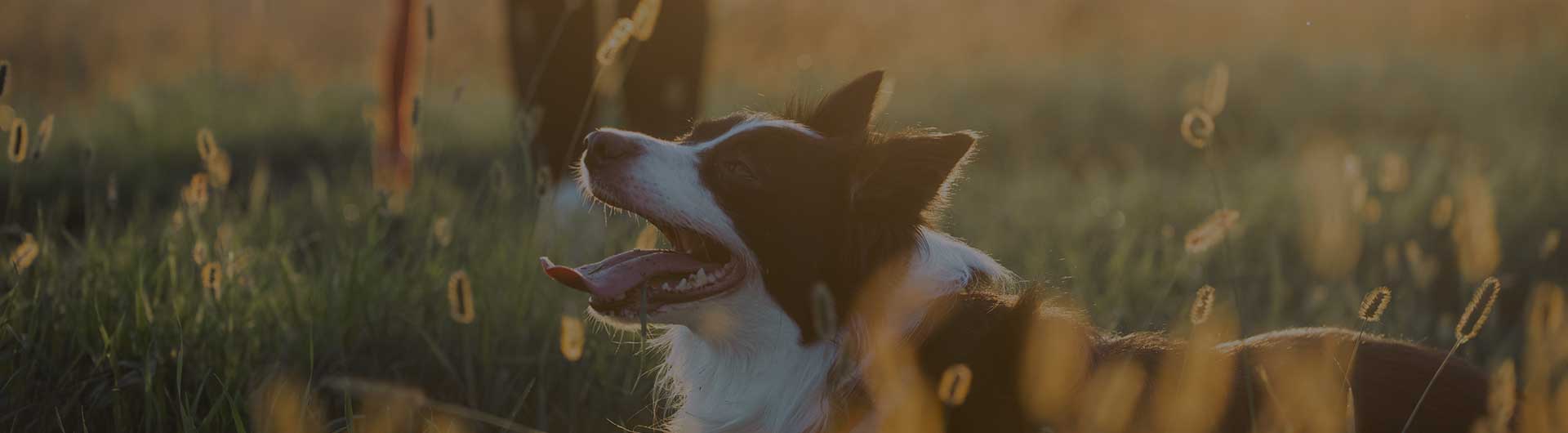 Beautiful border collie lying in the grass after long play.