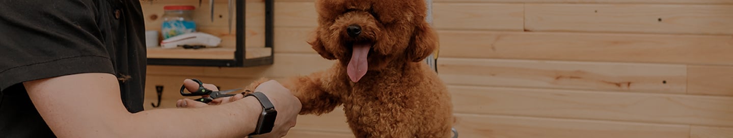 A mobile pet groomer gives a dog a trim. A mobile pet groomer gives a dog a trim.