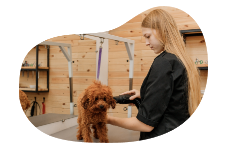 Mobile Dog Dog Groomers Central Coast Mobile Dog Pet Grooming