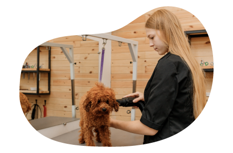 A mobile pet groomer dries a dog's hair. A mobile pet groomer dries a dog's hair.