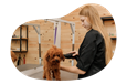 A mobile pet groomer dries a dog's hair.