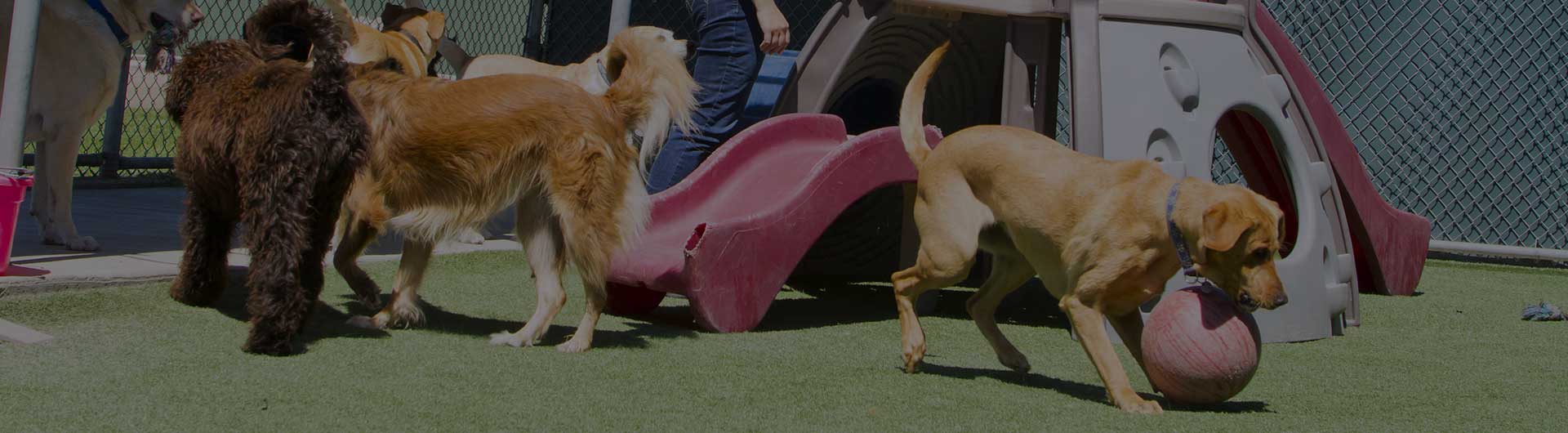 A female staff member at a kennel supervises several large dogs playing together.