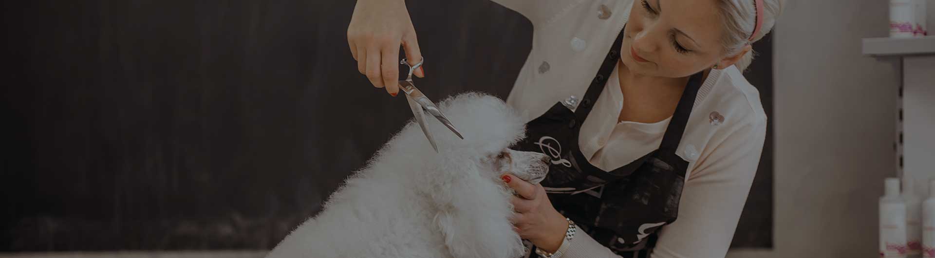 Grooming a little dog in a hair salon for dogs.