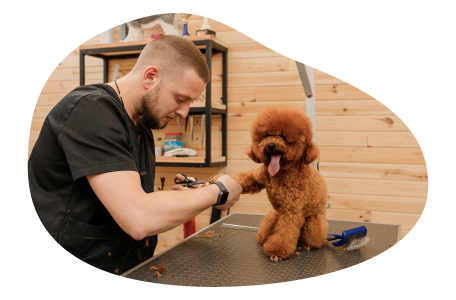 Pet groomer grooming a small dog.