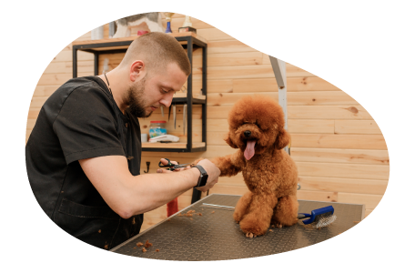 Pet groomer grooming a small dog. Pet groomer grooming a small dog.