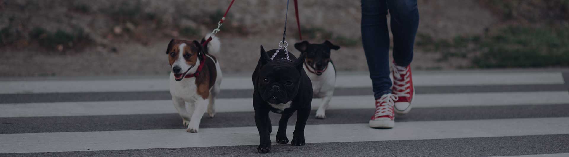 Dog walker crossing a street with dogs.