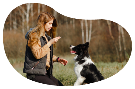 Pet trainer teaching a dog to sit. Pet trainer teaching a dog to sit.