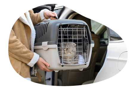 A grey tabby cat being loaded into a pet taxi.