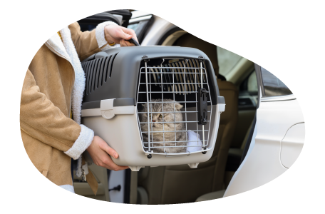 A grey tabby cat being loaded into a pet taxi. A grey tabby cat being loaded into a pet taxi.