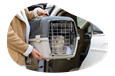 A grey tabby cat being loaded into a pet taxi.