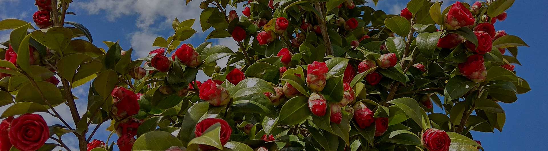 Camellias, Alabama's state flower. Camellias, Alabama's state flower.