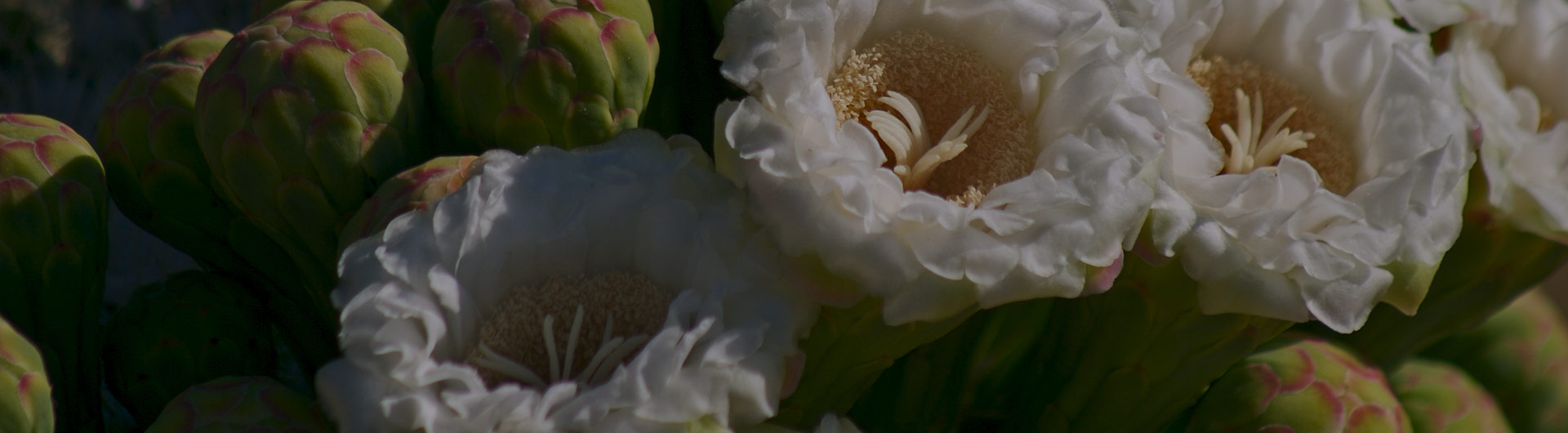 Saguaro blossoms, Arizona's state flower.