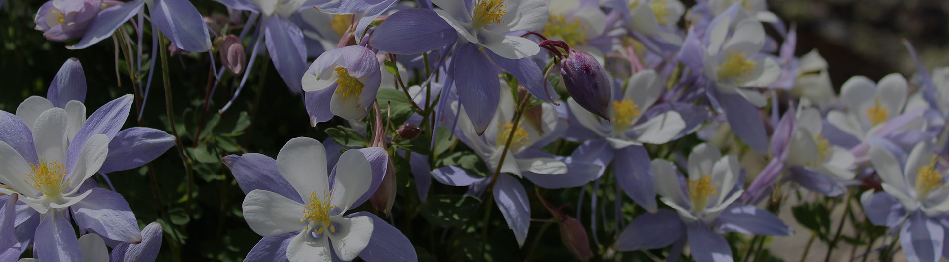 Blue columbine, Colorado's state flower.