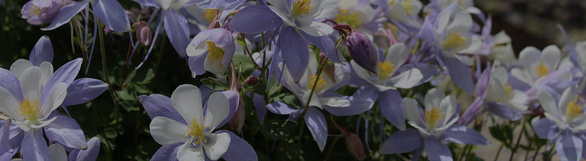 Blue columbine, Colorado's state flower. Blue columbine, Colorado's state flower.