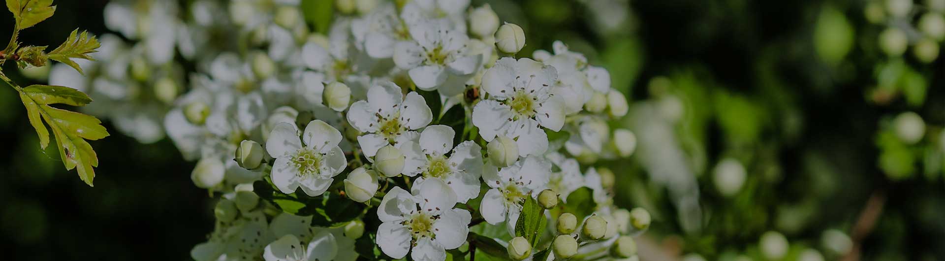 Cherokee Rose blossoms, Georgia's state flower.