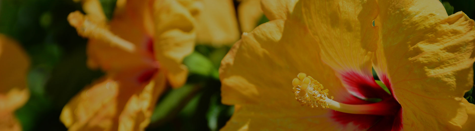 Yellow hibiscus, Hawaii's state flower.