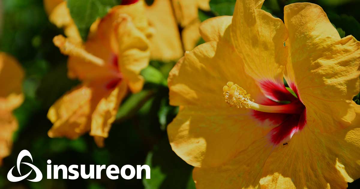 Commercial Auto Insurance Hawaii