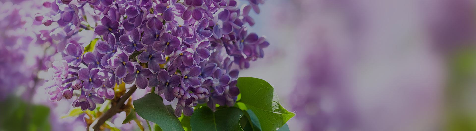 Purple syringa blossoms, Idaho's state flower. Purple syringa blossoms, Idaho's state flower.