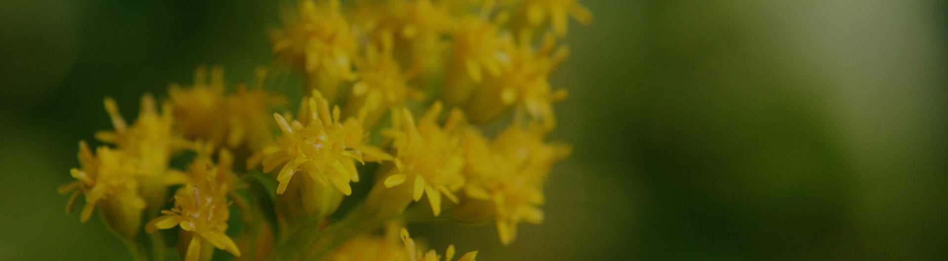 Goldenrod flowers, Kentucky's state flower. Goldenrod flowers, Kentucky's state flower.