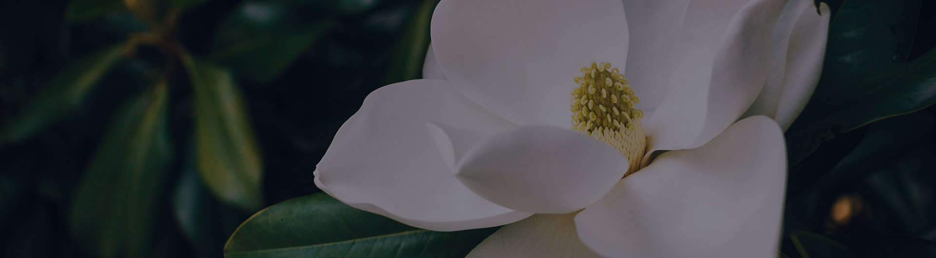 White magnolia flowers, Louisiana's state flower. White magnolia flowers, Louisiana's state flower.