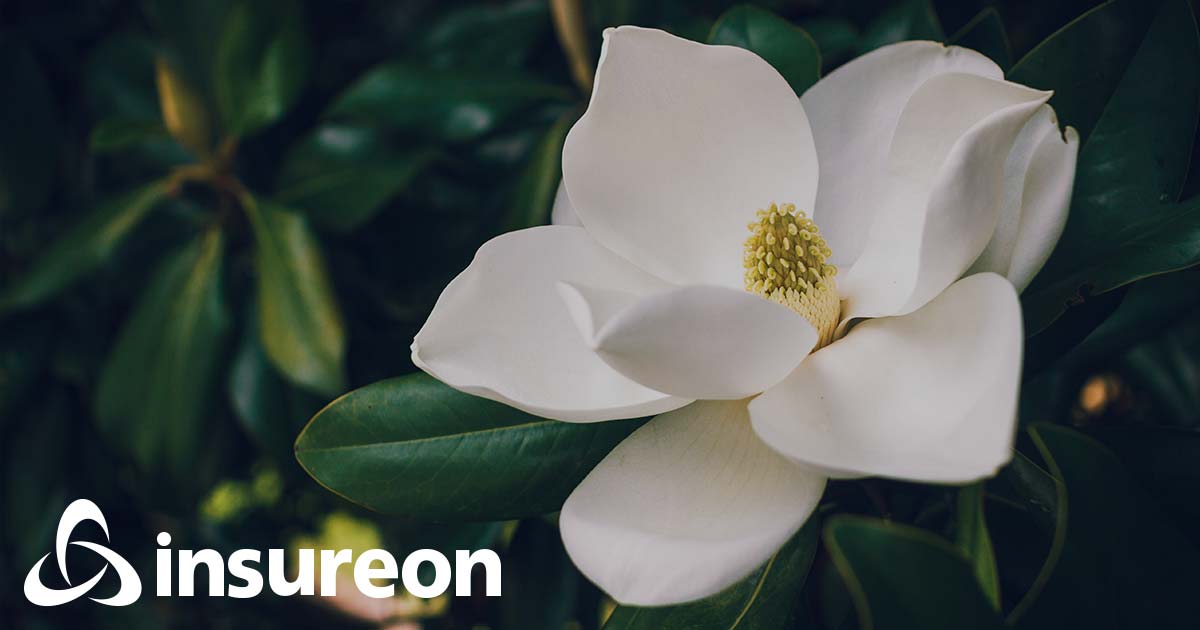 Louisiana Business Insurance 2024 General Liability & More Insureon