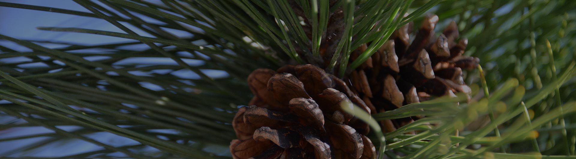 White pine cones, Maine's state flower. White pine cones, Maine's state flower.