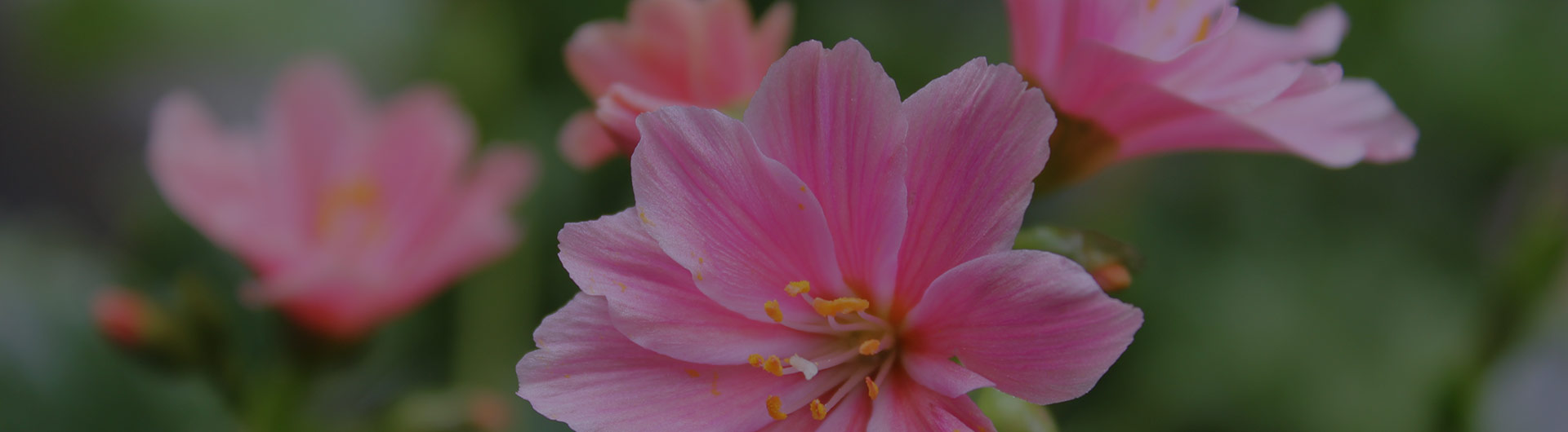 Pink bitterroot flowers, Montana's state flower.