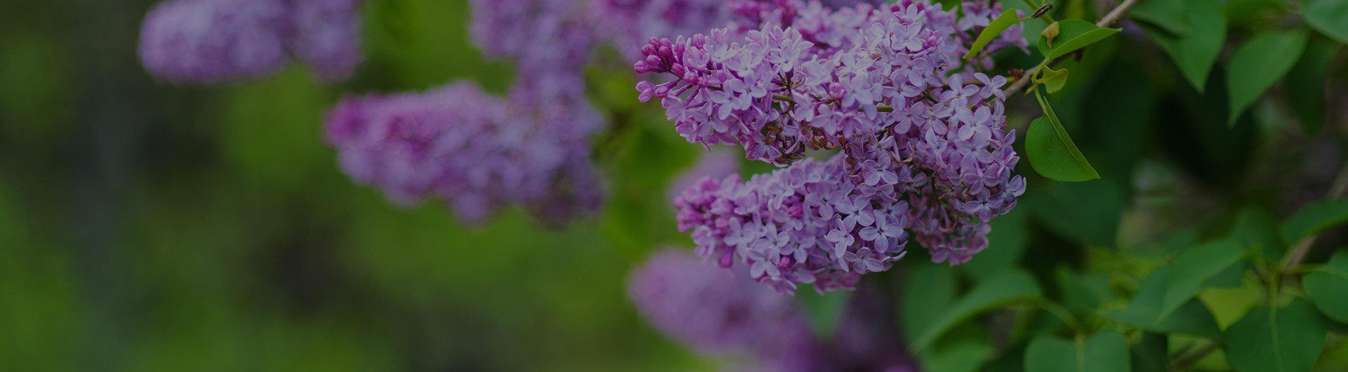 Purple lilac flowers, New Hampshire's state flower.