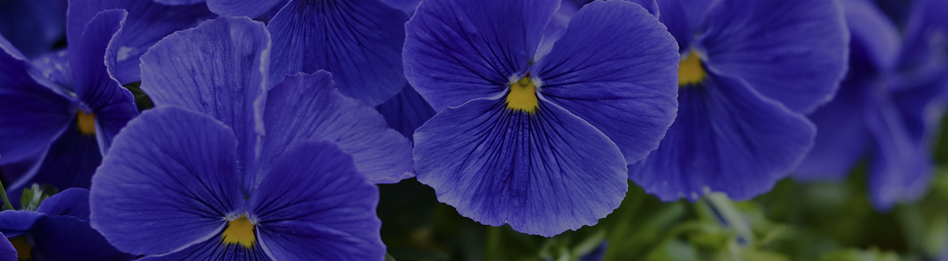 Blue violet flowers, New Jersey's state flower.