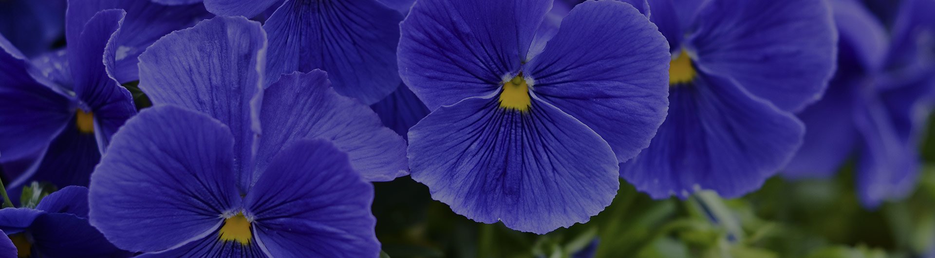 Blue violet flowers, New Jersey's state flower.