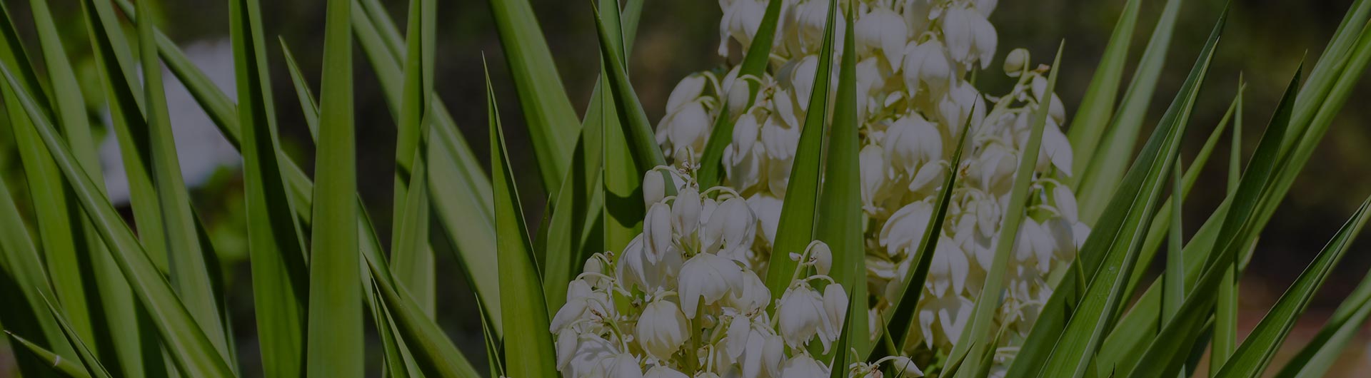 Yucca flowers, New Mexico's state flower.