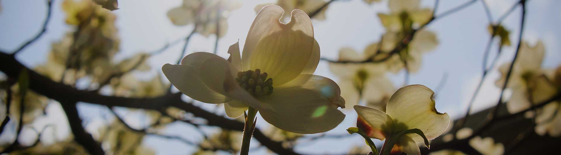 Flowering dogwood blossom, North Carolina's state flower. Flowering dogwood blossom, North Carolina's state flower.