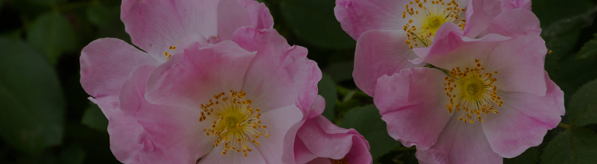 Pink prairie roses, North Dakota's state flower.