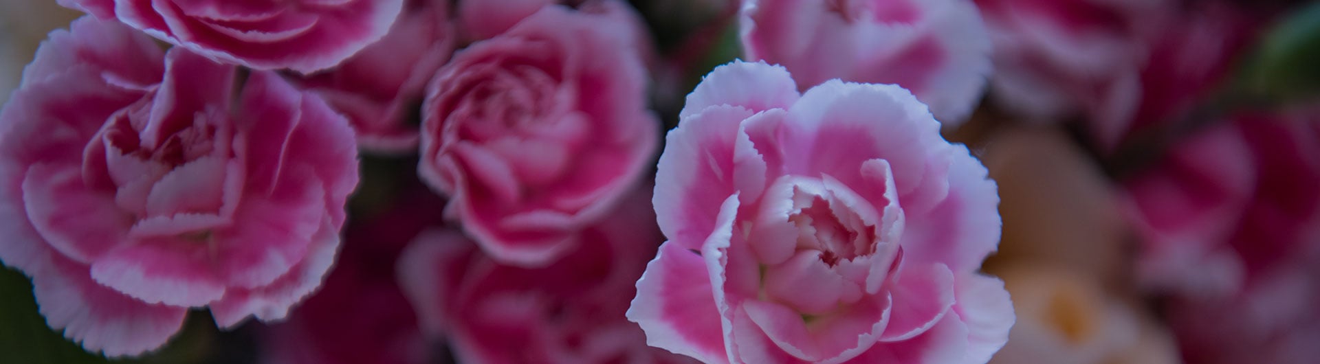 Pink carnation, Ohio's state flower. Pink carnation, Ohio's state flower.
