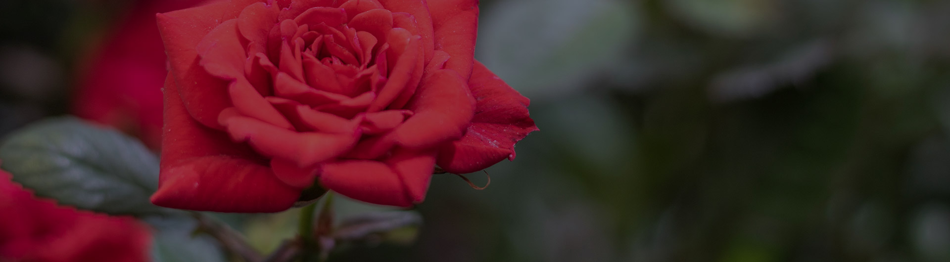 The Oklahoma rose, Oklahoma's state flower.