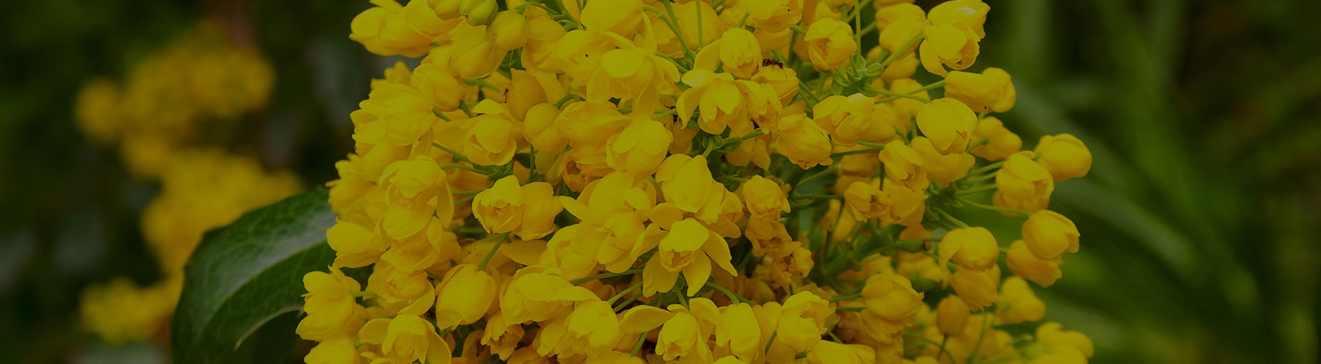Grape flowers, Oregon's state flower.