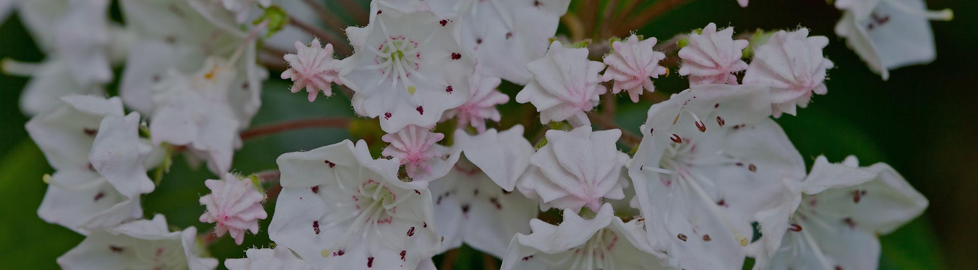 Mountain-laurel, Pennsylvania's state flower.