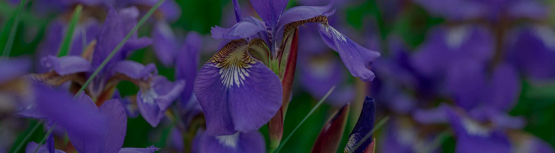 Iris flowers, Tennessee's state flower. Iris flowers, Tennessee's state flower.