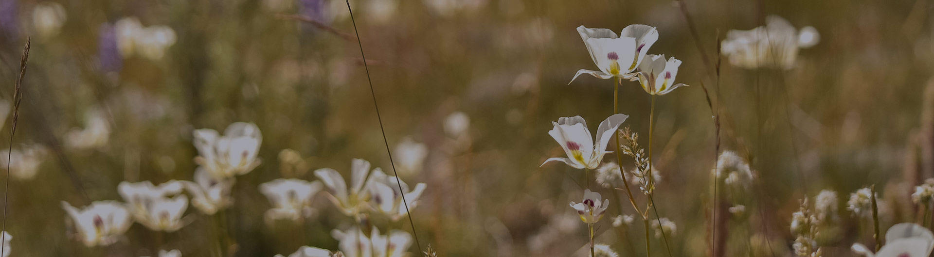 Sego lily, Utah's state flower.