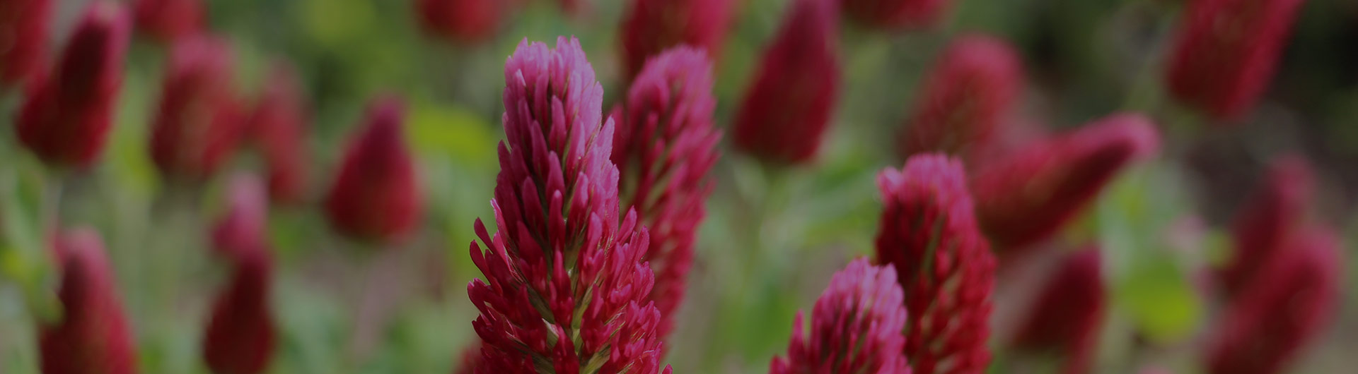 Red clovers, Vermont's state flower.