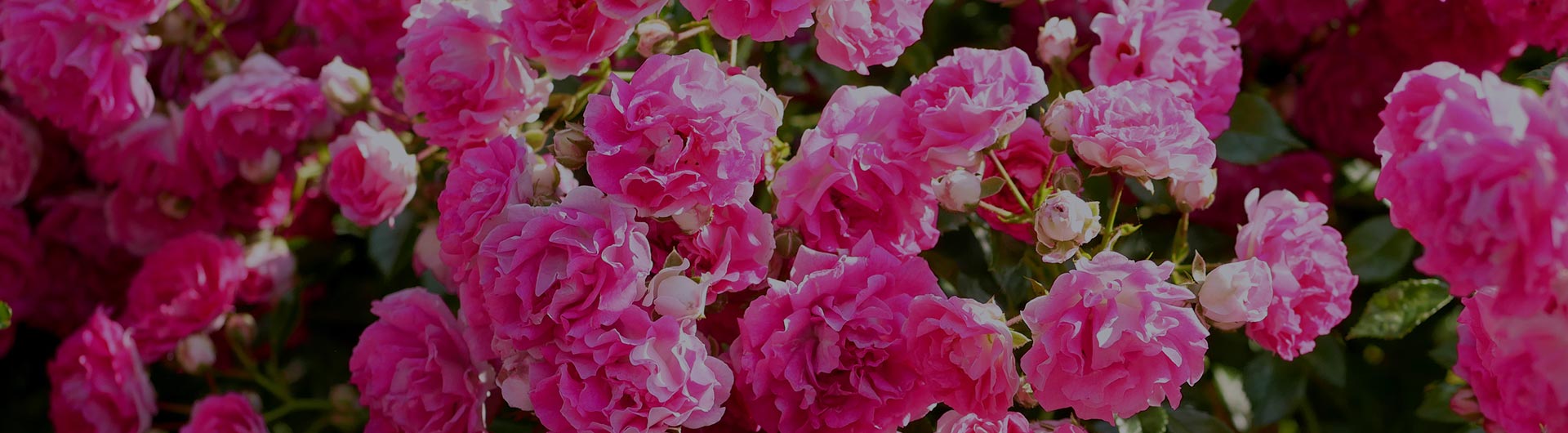 American Beauty Rose, Washington D.C.'s state flower.
