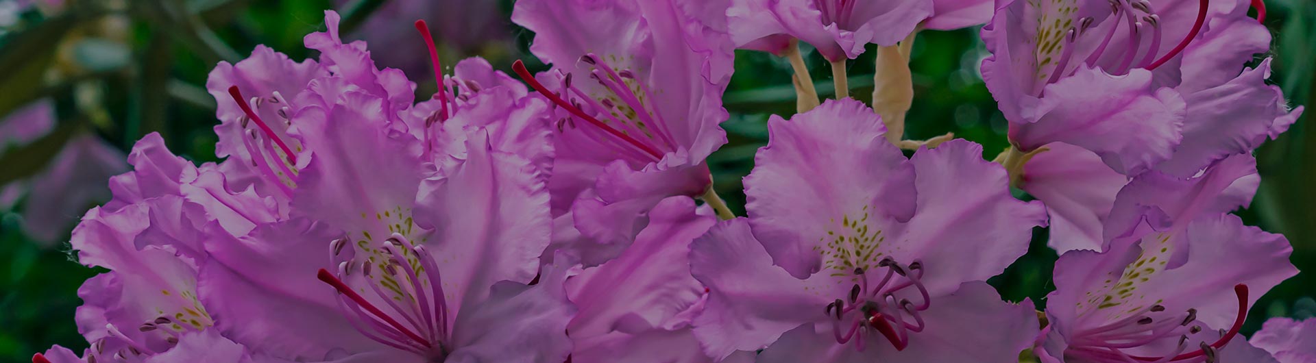 Pacific rhododendrons, Washington's state flower.