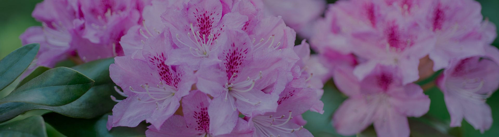 Rhododendrons flowers, West Virginia's state flower. Rhododendrons flowers, West Virginia's state flower.