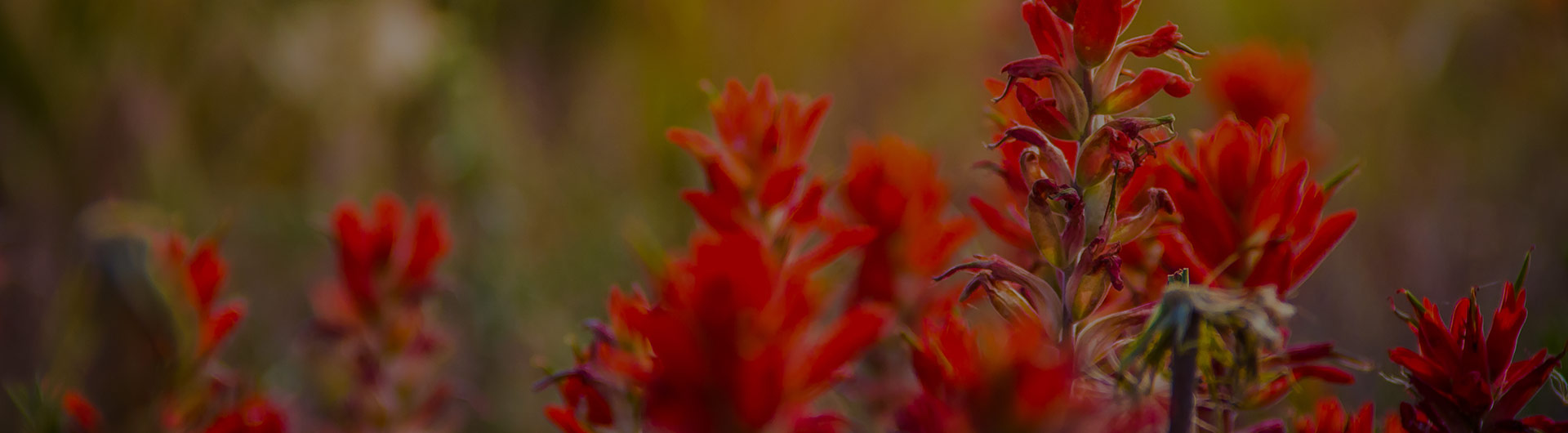 Indian paintbrush, Wyoming's state flower.