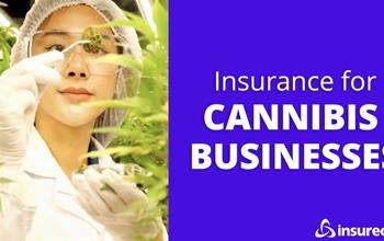 Cannabis business owner examining product next to the words "Insurance for cannabis businesses"